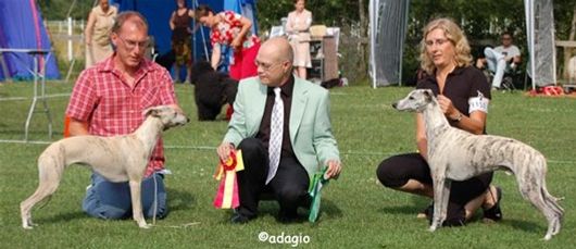 Chippen BOS, CACIB and champion 2006-07-09 under Ray Lindholm. BOB to Ch Adagio Just Whistle.