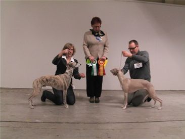 Malmö Int Show, Mars -08, Chippen BOS and BOB to Ch Play A While Lady Orlando under judge Lotte Jörgensen, Denmark.