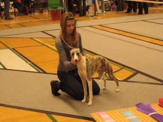 Olivia and Sammy, at all breed show in Naestved, Denmark, Mars -08. Sammy got exc, best male-2 from junior class,  under judge Janicki Steinbock, Israel.