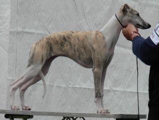 Khalibadh Stormfågel - Birdie (4 months)