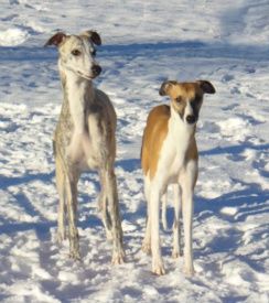 Chippen & Dina