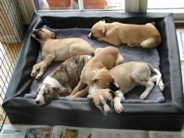 A nap for Twin Hills H-litter