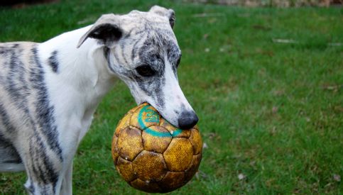 Come on, let´s play! Photo: Olivia Rydqvist