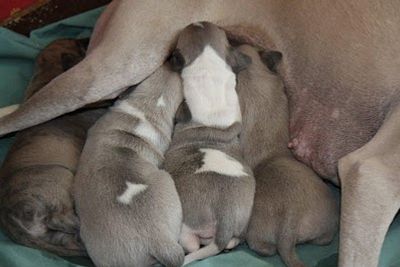 The lovely puppies 10 days - boy,boy,girl and boy