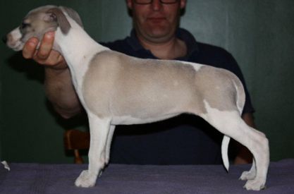 Play A While Brideshead Revisited - Lizzy, 7,5 weeks