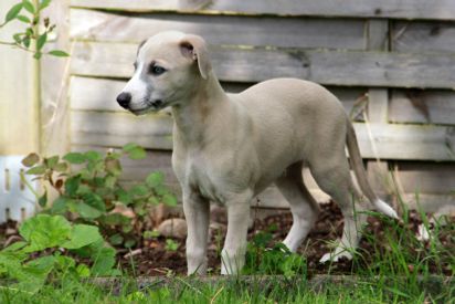 Jasper 8 weeks. Photo: Ann-Marie Nordén
