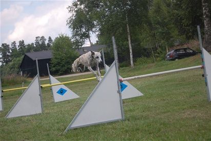Flying whippet!