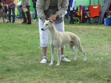 Twin Hills Gatsby BOB and Group-4 at the SKK all breed show, Visby 2010