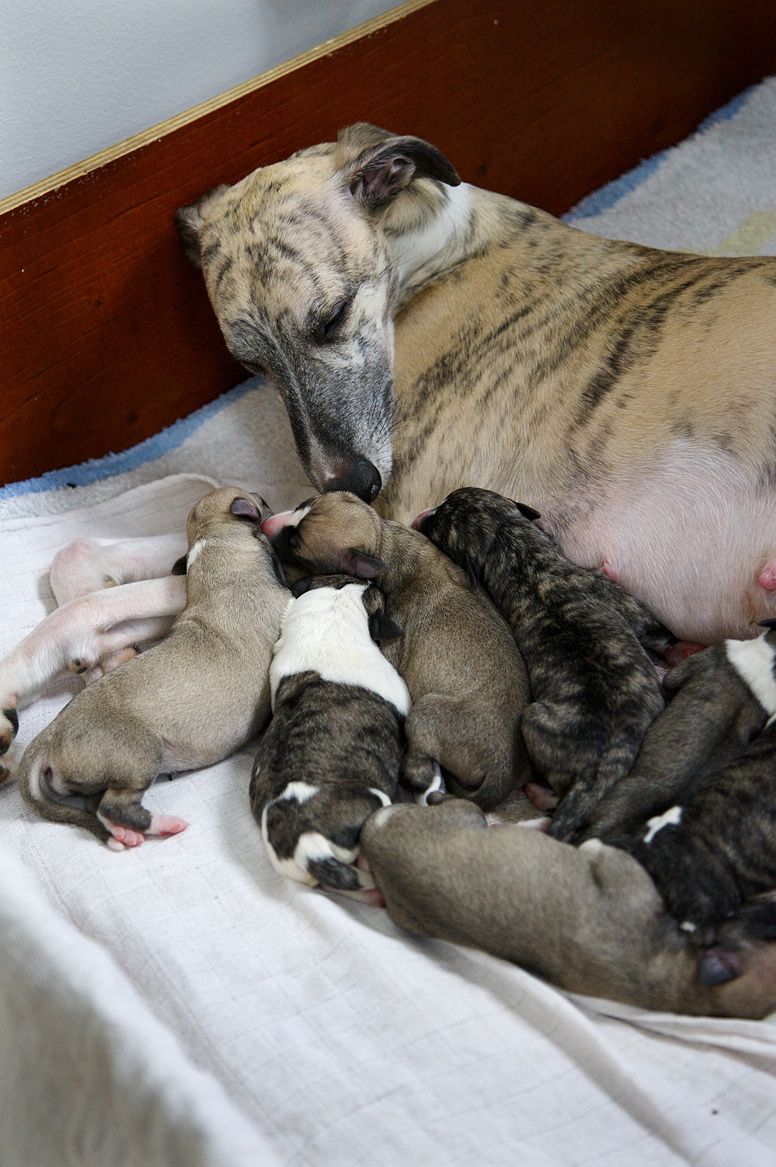 Miki with newborn puppies Photo: Åsa Lindholm