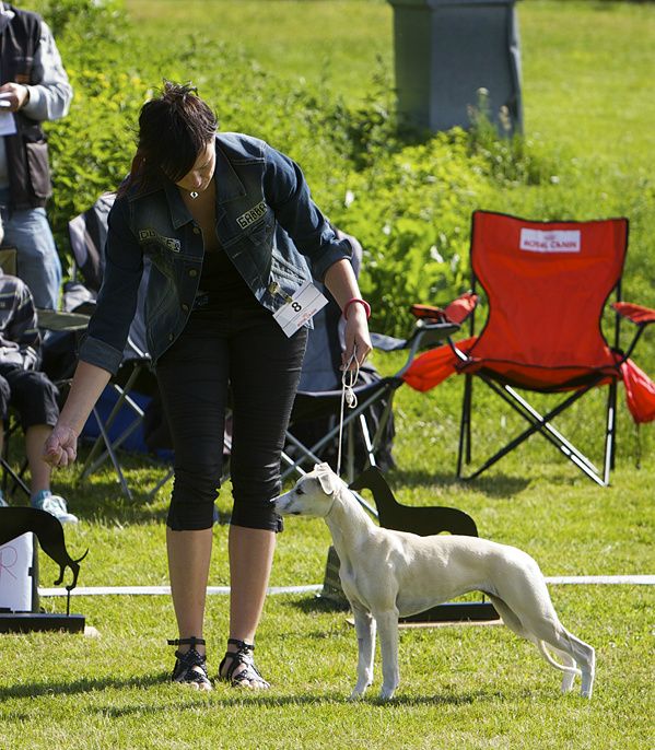 Swaara Karen Laughing, 5 months,  has already won BIS Puppy twice!