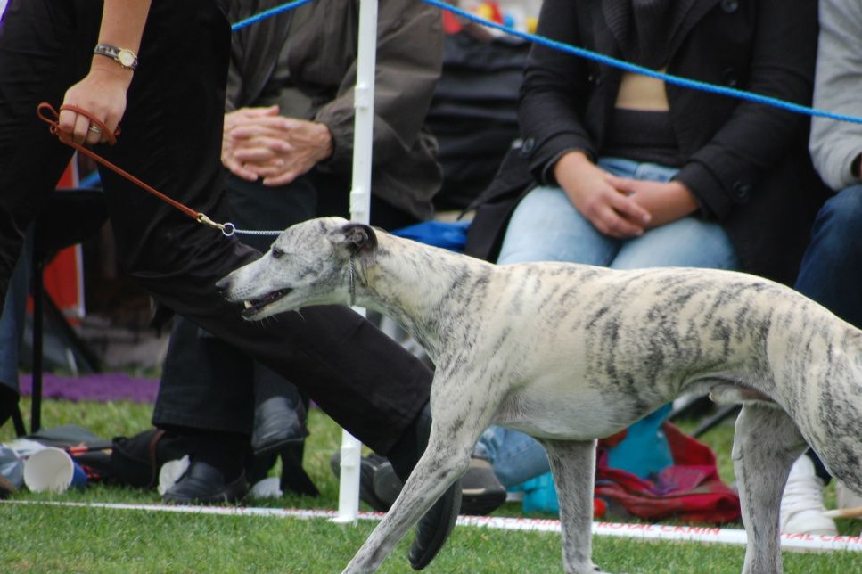 Riksutställningen/Swedish Whippet Special, July 2011, with 250 whippets entered. Chippen was placed #4 in a very strong championclass, and the best swedish owned championmale of the day. Photo: M Olsson