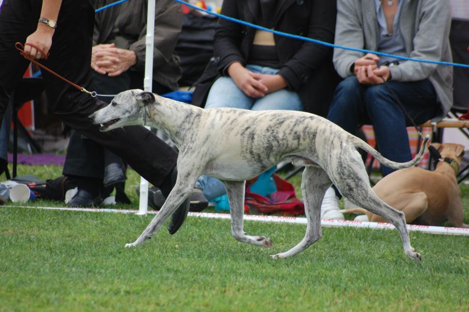 Riksutställningen/Swedish Whippet Special, July 2011, with 250 whippets entered. Chippen was placed #4 in a very strong championclass, and the best swedish owned championmale of the day. Photo: M Olsson