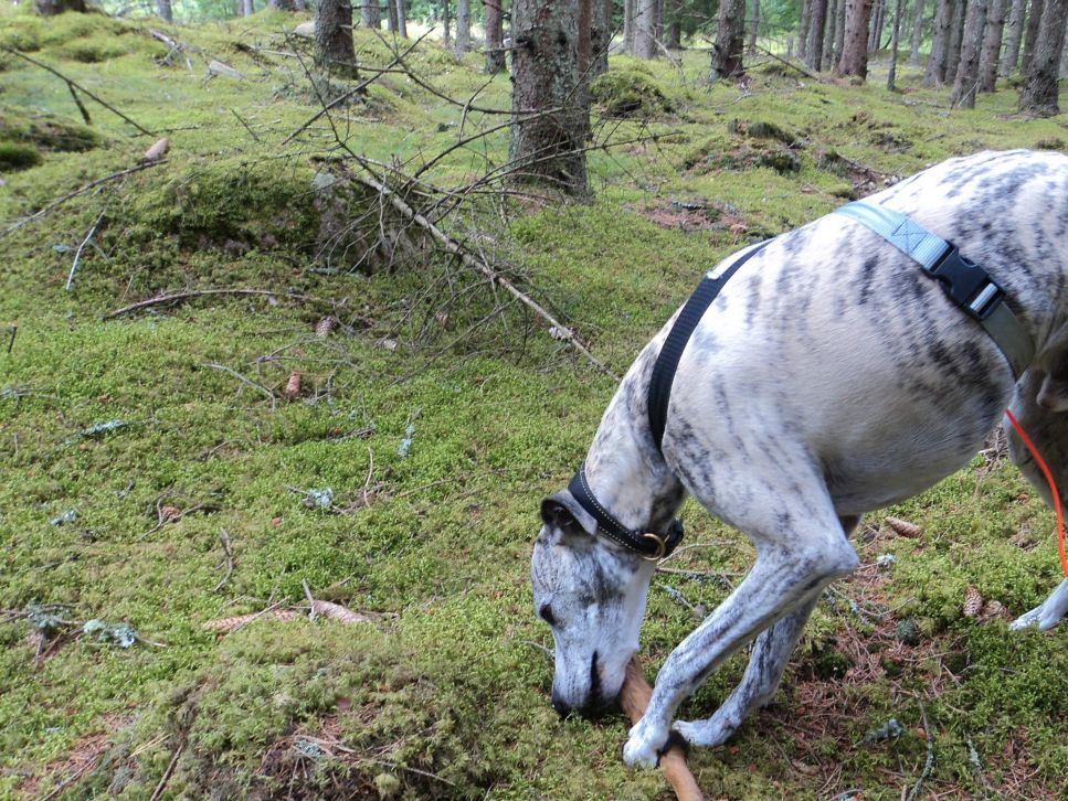 Lycka är att hitta klöven! Happiness is finding the hoof!