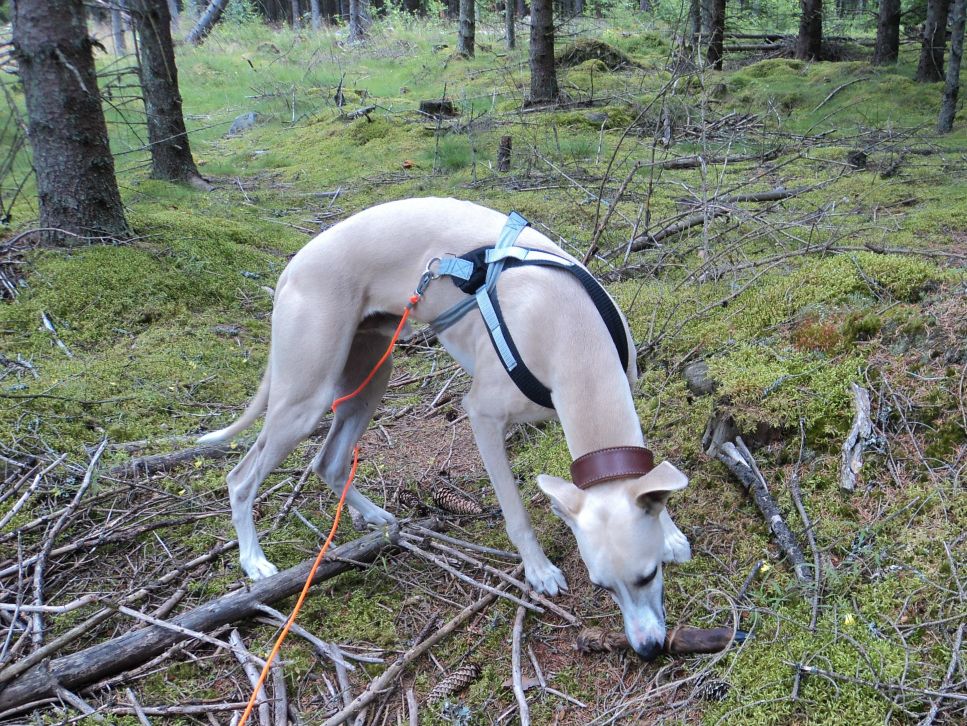 Här är klöven! I´ve found the hoof!