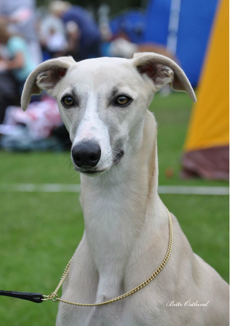 Jasper 14 months Photo: Bitte Östlund