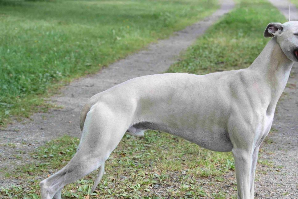 Play A While The Line Of Beauty - Byron 16 monts. Happy, after running in the fields!