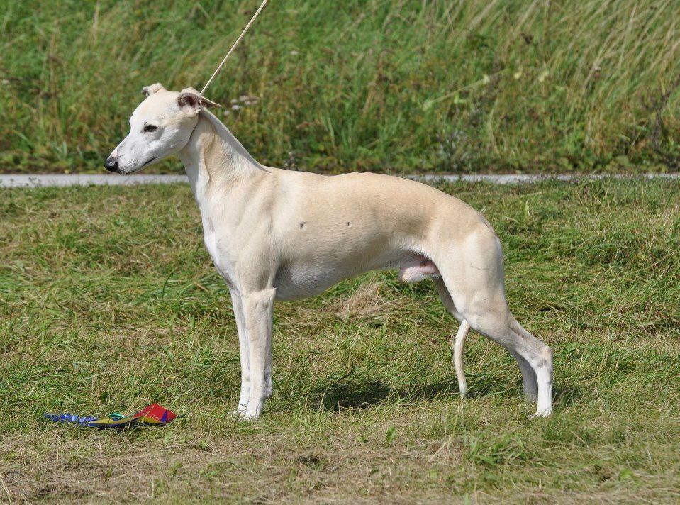 Twin Hills Gatsby - New Swedish Champion  Photo: Reneé Eriksson