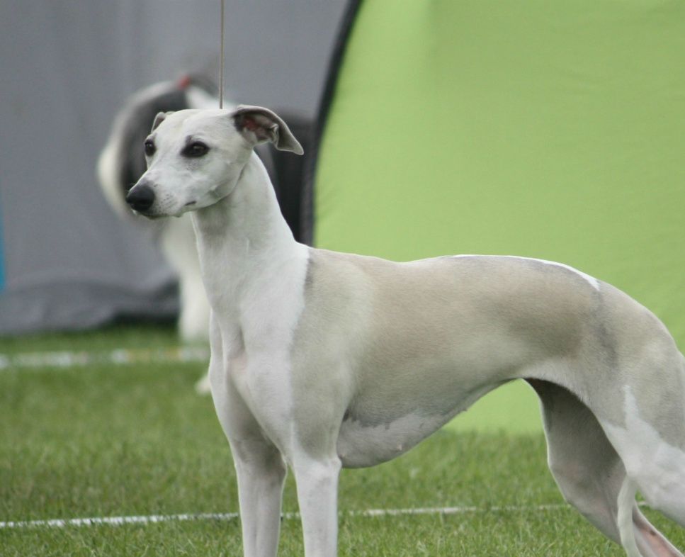 Lizzy 2 years, a beautiful champion Photo: Susanne Holst