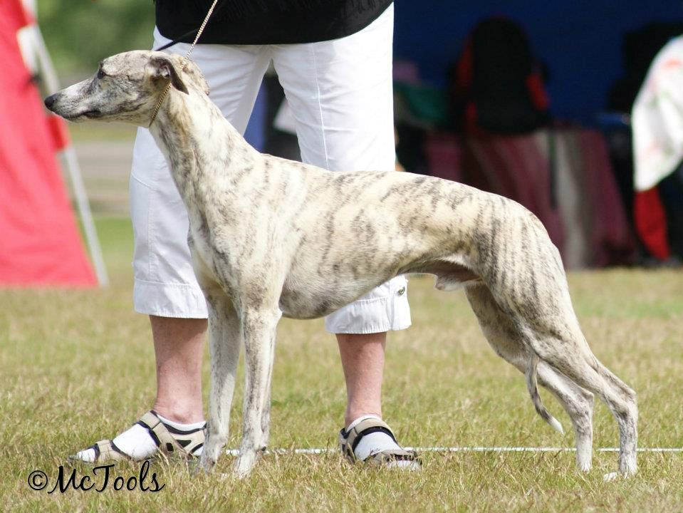 Twyborn Felix Supreme, handsome boy, 2 years old Photo: Monica Jansson