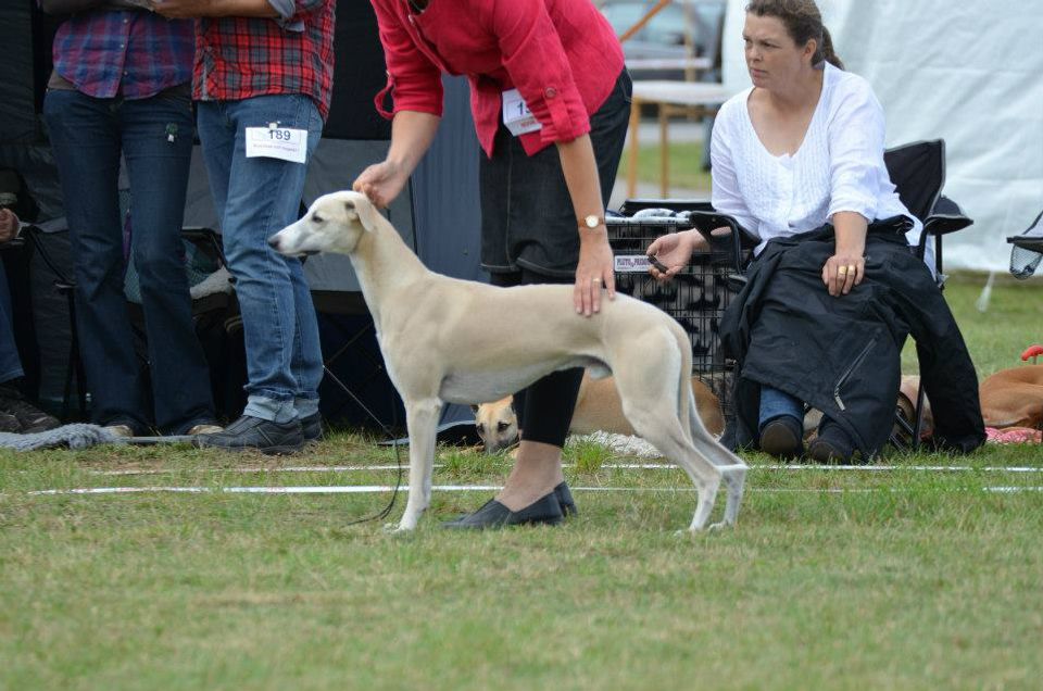 Jasper winning his first CC, and best male-2, under judge Lotte Jörgensen from Denmark Photo: Elisabeth M Flygar