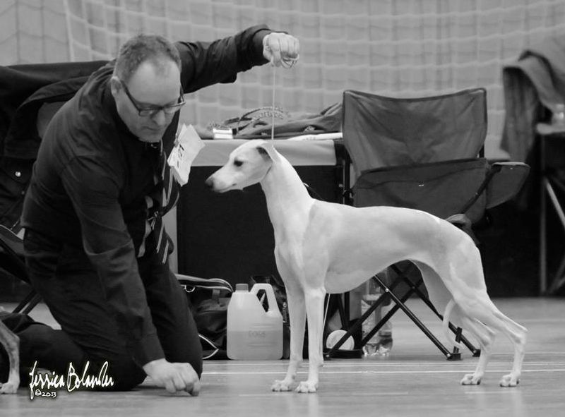 A NEW CHAMPION! Play A While Brideshead Revisited with breeder Henrik Härling