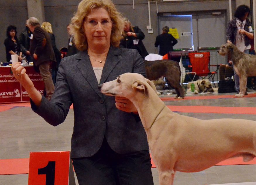 SKC international dog show in Malmö. Jasper best male-2 with CACIB!