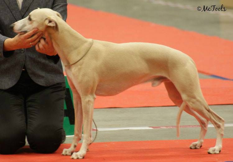 Best male-2 with CACIB! Thanks Monica Edvinsson for the photo