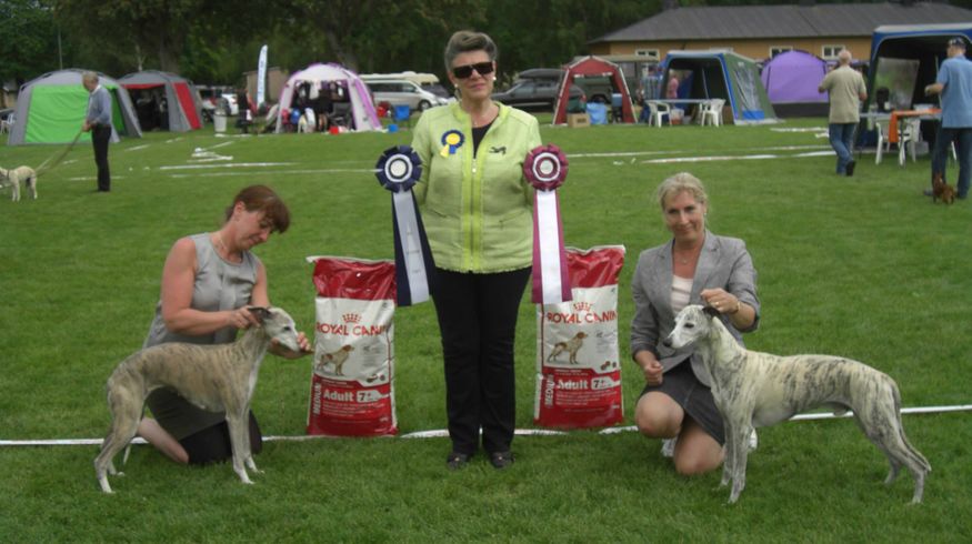 BOB veteran Ch Leifturs Snerpa and BOS veteran my special boy Chippen! Judge Gabriela Veiga from Portugak Photo: F Ruiz Rodriguez