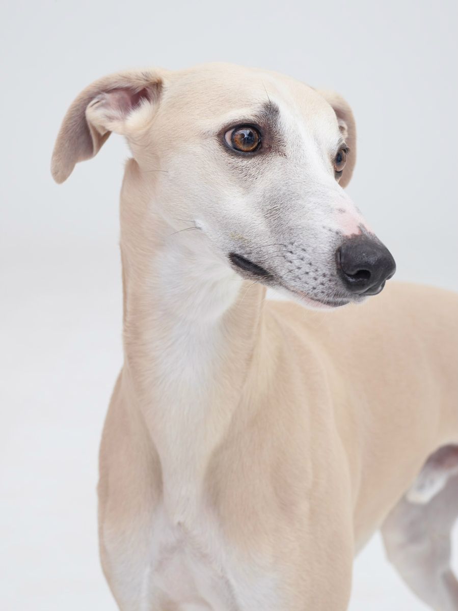 Sweet and gentle  2,5 years Photo: Elin Frej